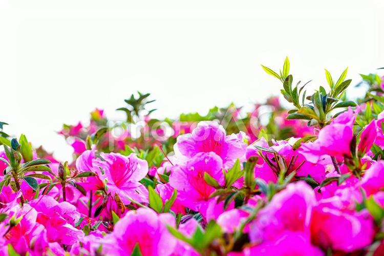 濃いピンク色のつつじの花畑 花,植物,青空の写真素材