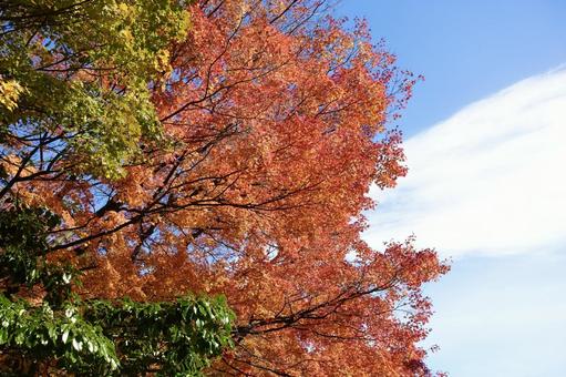 秋の青空と紅葉 秋の青空と紅葉 紅葉,秋,風景の写真素材