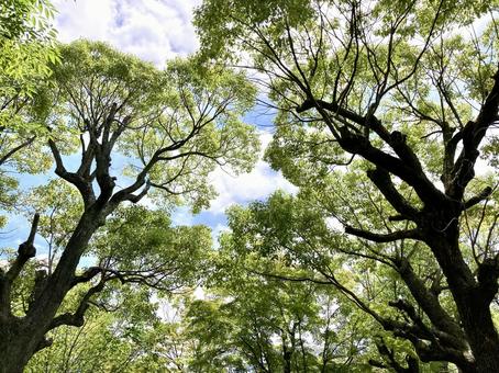 公園の新緑と青空 公園の新緑と青空 若葉,新緑,公園の写真素材