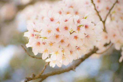 桜 桜の写真