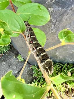 百日紅の葉を食べるセスジスズメの幼虫 百日紅の葉を食べるセスジスズメの幼虫 幼虫,セスジスズメ,スズメガの写真素材