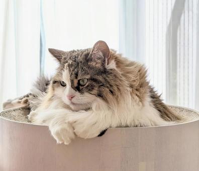窓際でまったりしているもふもふな猫 窓際でまったりしているもふもふな猫 猫,もふもふ,ふわふわの写真素材