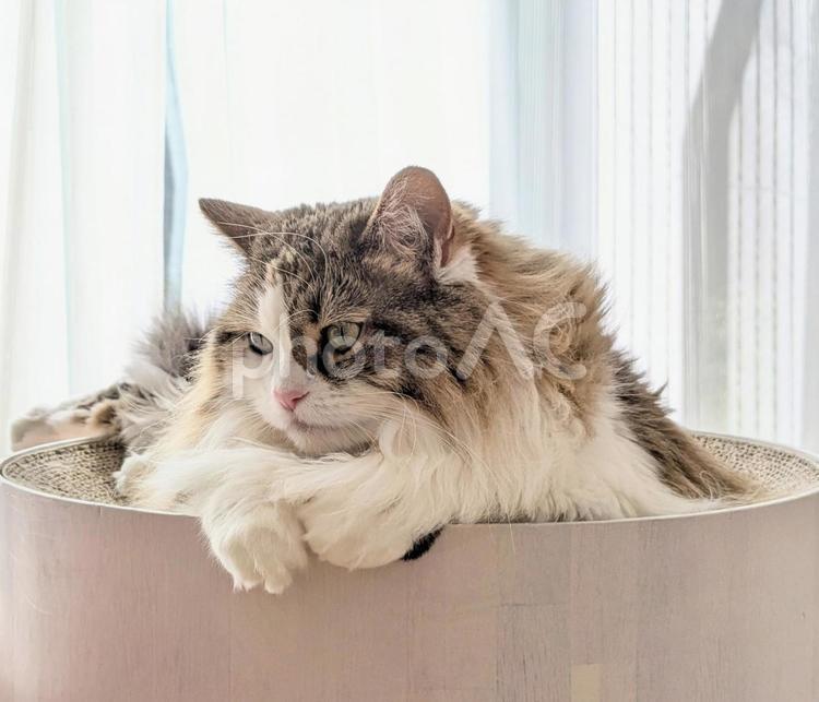 窓際でまったりしているもふもふな猫 猫,もふもふ,ふわふわの写真素材