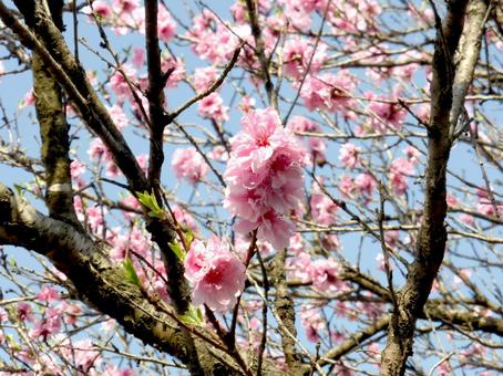 郊外の道沿いで開花したハナモモの花 郊外の道沿いで開花したハナモモの花 ハナモモ,花,木の写真素材