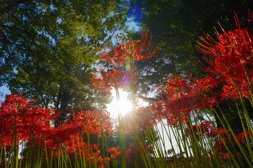 彼岸花 彼岸花 彼岸花,曼珠沙華,赤い花の写真素材