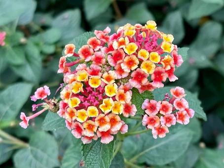 ランタナの花 ランタナの花 ランタナ,自然,しょくぶつの写真素材