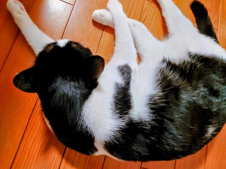 リラックス リラックスの写真