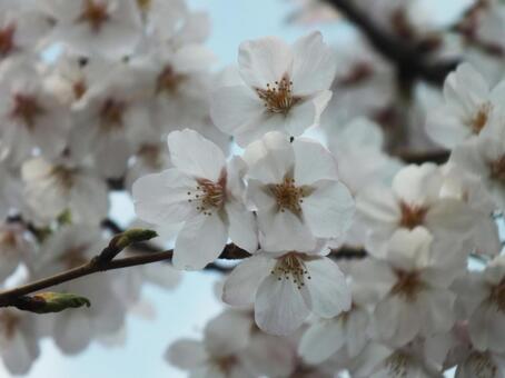 桜_6 桜_6の写真