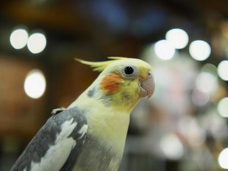 オカメインコ オカメインコ オカメインコ,インコ,鳥の写真素材