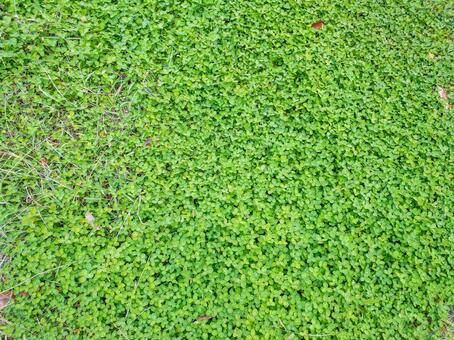 三つ葉 三つ葉,山三つ葉,四葉の写真素材