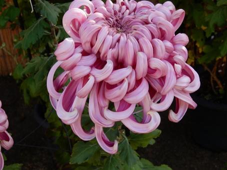 【風景写真】福山菊花展覧会の風景 キク,菊,菊花展の写真素材