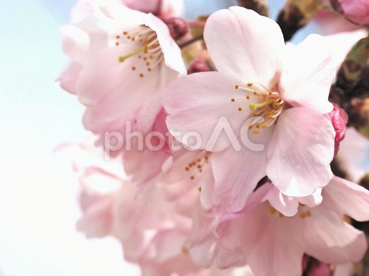 春の陽光に照らされる桜 さくら,桜,サクラの写真素材