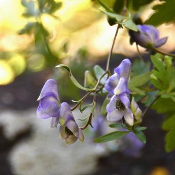 秋の花:トリカブト5 秋の花:トリカブト5の写真