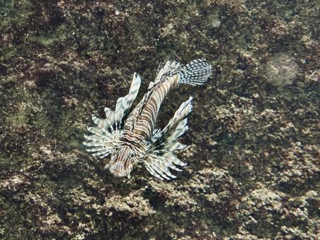 岩の間を舞うミノカサゴの魚影 岩の間を舞うミノカサゴの魚影 水槽,観賞魚,ヒレの写真素材