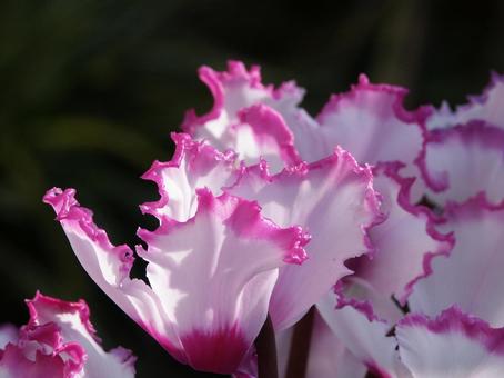 Photo, cyclamen, flower, (a flower) to turn its petals backward, 