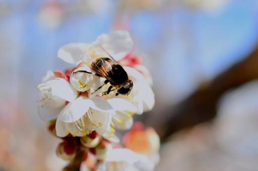 ハナアブと梅の花 ハナアブと梅の花 ハナアブ,梅,花の写真素材