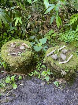 苔 苔 苔,こけ,山の写真素材