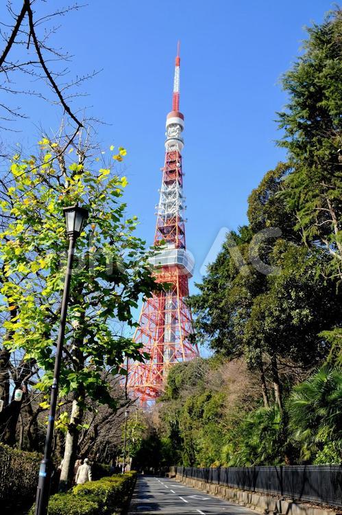 増上寺界隈７ コピースペース,冬,建物の写真素材