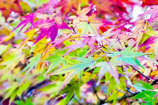 色鮮やかな紅葉のグラデーション 紅葉,モミジ,カエデの写真素材
