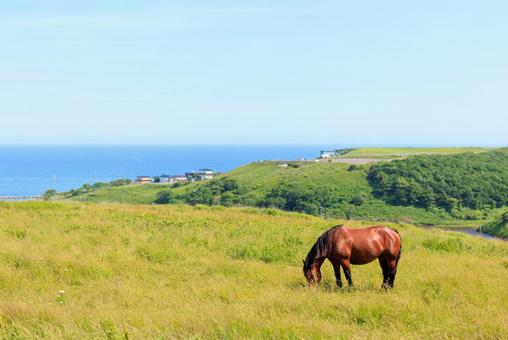 Photo, the horse of kiritappu, horse, kiritappu, 