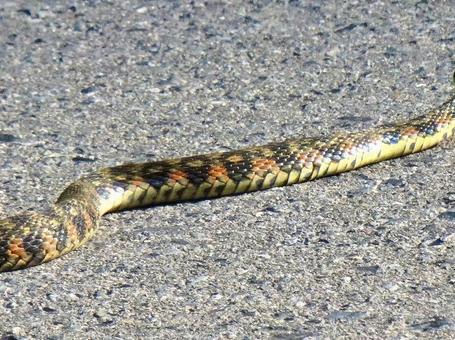 Photo, yamakagashi, yamakashi, red snake, 