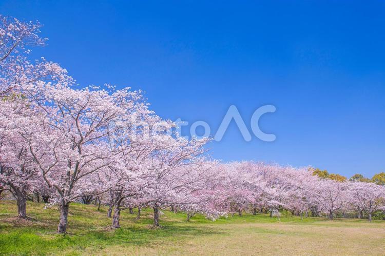 快晴の青空と満開に咲き誇る桜 サクラ,満開,春の写真素材