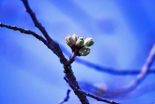 桜のつぼみの写真