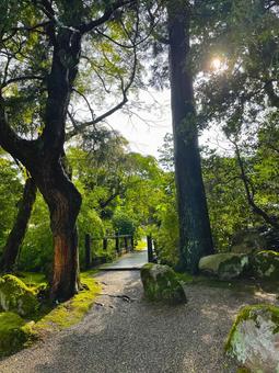 木漏れ日の小道 木漏れ日の小道 日本,庭園,庭の写真素材
