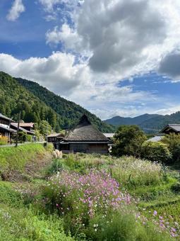 美山かやぶきの里のコスモス畑 美山かやぶきの里のコスモス畑 コスモス畑,風景,自然の写真素材