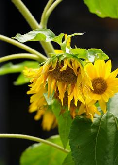 うなだれるひまわりの写真