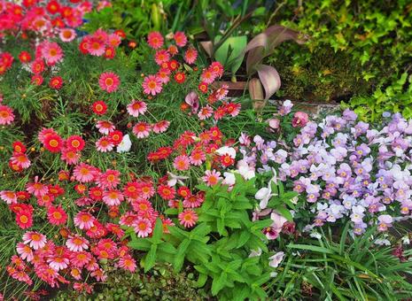 満開の花壇 満開の花壇 花,植物,造園の写真素材