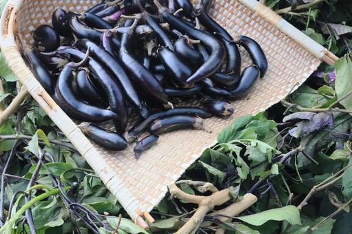 シーズン最後茄子収穫(茄子の木片づけ) シーズン最後茄子収穫(茄子の木片づけ) 長茄子,庄屋長茄子,茄子の写真素材