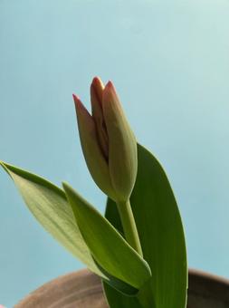 チューリップのつぼみ チューリップのつぼみの写真