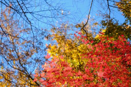 紅葉 紅葉,背景,素材の写真素材