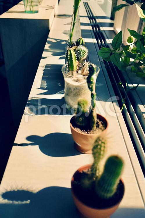 ベランダで見た植木鉢のオブジェ 植物,動物,かわいいの写真素材