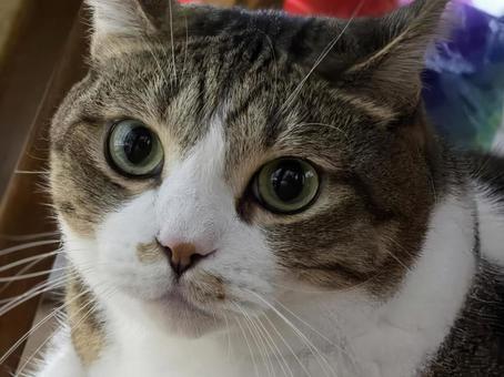 見つめる猫 見つめる猫の写真