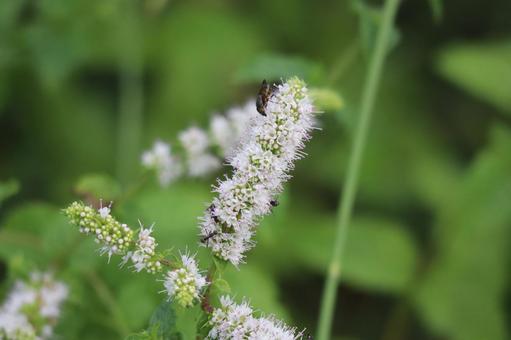 白いミドリハッカの花のアップ 白い,ミドリハッカ,花の写真素材
