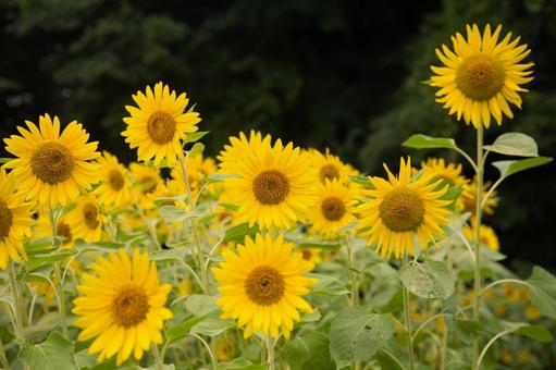 大きく咲いたひまわりの花 大きく咲いたひまわりの花 ひまわり,向日葵,花の写真素材