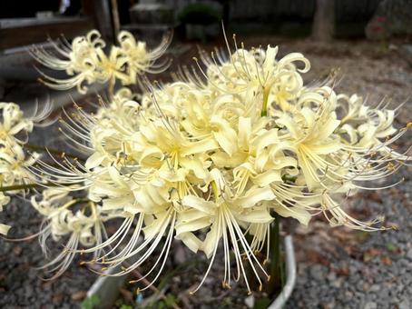 白い彼岸花 ヒガンバナの花の接写 白い彼岸花 ヒガンバナの花の接写の写真