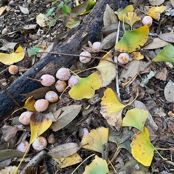 銀杏 銀杏,イチョウ,秋の写真素材