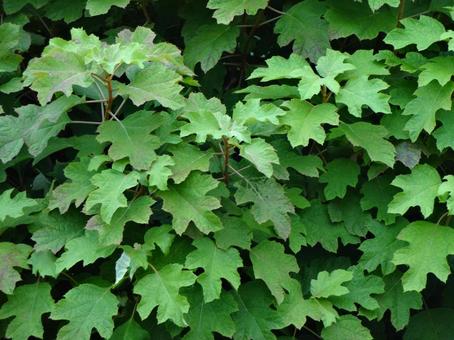 Photo, cypress leaves, green, gardening, 