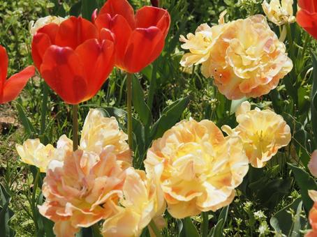 Photo, tulip, lare, spring, 