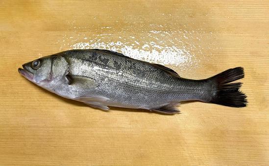 釣りたて新鮮　スズキ スズキ,魚,魚類の写真素材