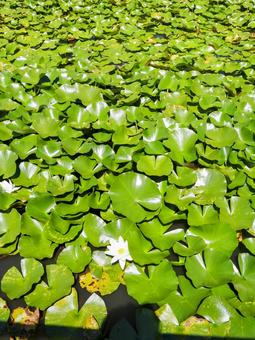 初秋の猿江恩賜公園・睡蓮の花(江東区) 初秋の猿江恩賜公園・睡蓮の花(江東区)の写真