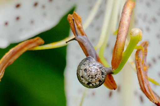 ヤマユリの蕊にカタツムリ ヤマユリ,カタツムリ,デンデンムシの写真素材
