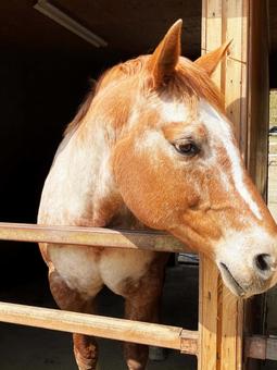 馬 馬の写真