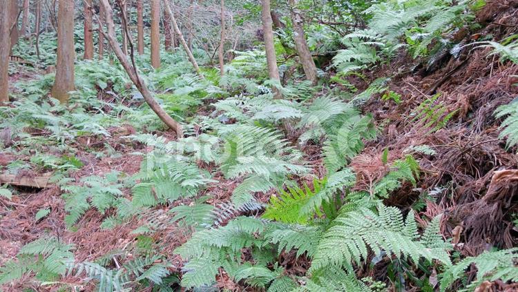 シダ植物の群生地 シダ,植物,自然の写真素材