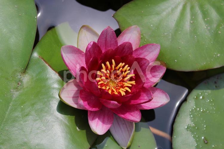 美観地区の睡蓮 ６月の花,睡蓮,ピンクの写真素材