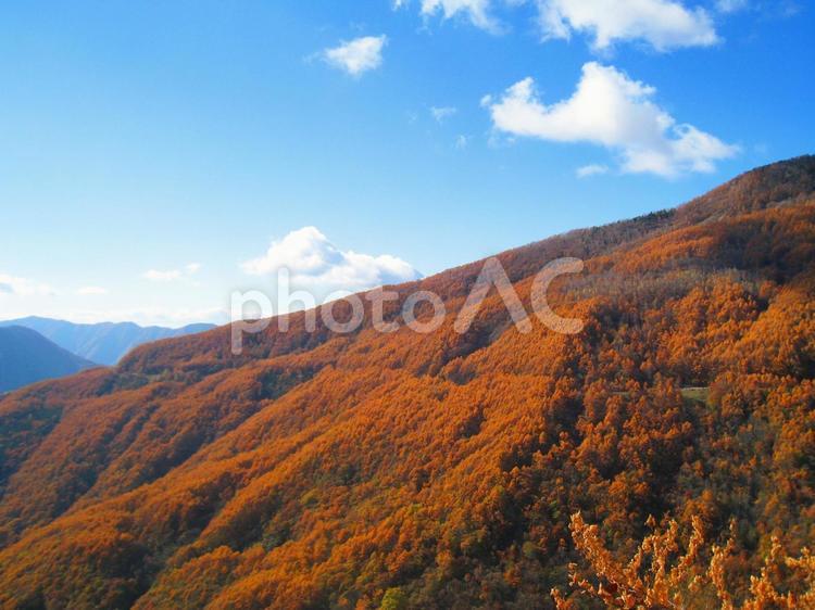 南アルプス鳥倉林道終点付近からの紅葉 紅葉,山,登山の写真素材