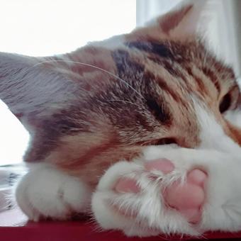 猫の手 猫,にくきゅう,猫の手の写真素材
